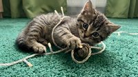 Playful tabby kitten with striped coat lying on turquoise carpet, pouncing on tangled rope toy, showcasing curious feline behavior and pet entertainment.