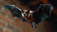 Brown bat flying with outstretched wings against blurred cave background. Nocturnal mammal in natural habitat for wildlife and nature projects.