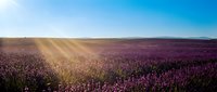Vast lavender field in full bloom under golden sunlight, rolling hills covered in purple flowers stretching to horizon, ideal for travel and nature backgrounds.