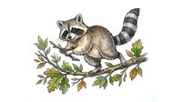 Curious raccoon perched on leafy branch with detailed foliage, isolated on white background for design, clipart, and educational materials.