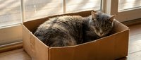 Adorable tabby cat sleeping peacefully in cardboard box by sunny window. Cozy feline resting in warm sunlight streaming through glass panes onto wooden floor.
