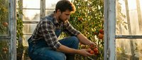 Young male farmer harvesting fresh tomatoes in sunny greenhouse, organic agriculture and sustainable farming practices for healthy food production.
