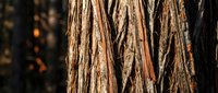 Weathered tree bark texture with deep vertical cracks and natural brown tones, suitable for backgrounds, nature designs, and environmental graphics.