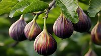 Fresh ripe purple figs hanging on tree branch with green leaves in garden. Natural organic fruit growing on fig tree in sunlight. Close up macro photography.