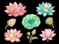 Watercolor lotus flower set with gold outline, isolated on transparent background. Includes blooms, buds, leaf, and seed pod. Great for stickers, sublimation, t-shirt design.