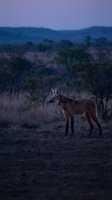Wild maned wolf standing alert in twilight savanna landscape with rolling hills and scattered vegetation during golden hour safari wildlife photography.