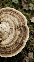 Bracket fungus growing on tree trunk showing detailed concentric rings and natural wood texture in forest environment for nature and botanical studies.