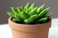 Fresh green succulent plant with pointed leaves growing in terracotta pot with soil, captured in natural light against neutral background.