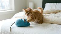 Adorable orange tabby kitten playing with blue mouse toy on white bedding in bright bedroom. Pet care, feline behavior, domestic cat entertainment.