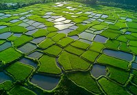 Aerial view of vibrant green rice terraces with water-filled paddies creating geometric patterns in agricultural landscape, reflecting sunlight in flooded fields.