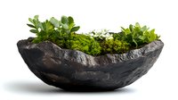Green plants and moss growing in dark stone bowl planter on white background, decorative garden container for home and office interior design isolated.