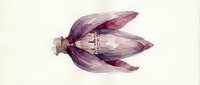 Purple eggplant flower bud with delicate petals and stamens isolated on white background, suitable for botanical illustrations and culinary design projects.