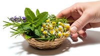 Hand holding wicker basket filled with fresh medicinal herbs including chamomile, mint, lavender and rosemary for natural wellness and aromatherapy.