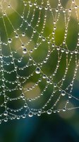 Spider web covered in morning dew drops creating natural jewelry pattern against soft green background. Macro photography captures delicate water pearls on silk threads.