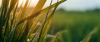 Golden barley or wheat ears in sunlight with blurred green field background, suitable for agriculture, harvest, and farming industry concepts.