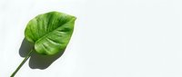 Single fresh green tropical leaf with visible veins on clean white background, isolated for design projects and natural botanical concepts.