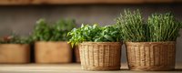 Fresh aromatic herbs growing in woven wicker baskets on wooden surface, selective focus on rosemary and basil plants for kitchen garden and cooking.