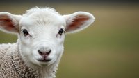 Adorable white lamb with pink ears looking directly at camera in pastoral farm setting. Cute young sheep portrait for agriculture and livestock content.