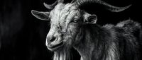 Close-up portrait of a goat with curved horns against dark background, showcasing detailed facial features and texture for livestock, farming, and agricultural projects.