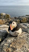 Atlantic puffin seabird perched on coastal rocks near ocean waters displaying colorful orange beak and distinctive black white plumage for wildlife photography.