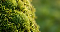 Vibrant green moss growing on tree bark in natural forest environment with soft bokeh background for organic nature designs and botanical projects.