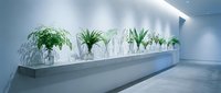 Modern minimalist interior with green plants in glass vases on white floating shelf against clean wall, contemporary home decor and biophilic design elements.
