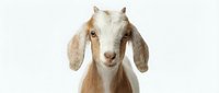 Domestic goat with tan and white coat standing against white background, looking directly at camera with alert expression and floppy ears.