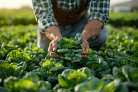 Farmer in plaid shirt and overalls holding fresh organic lettuce leaves in sunlit field. Close-up of hands showing harvested produce against green vegetable garden background.
