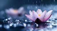 Pink lotus flower with water drops in rain, dramatic dark blue background with bokeh effect creates serene atmosphere. Zen and wellness concept for spa and meditation.