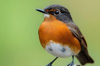 Small songbird with orange breast and gray head perched on branch against blurred green background for wildlife photography and nature projects.