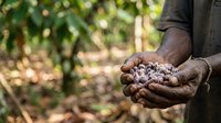 Farmer holding freshly harvested cacao pods with beans in hands against blurred plantation background, agricultural work and cocoa production.