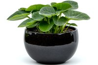 Peperomia obtusifolia plant with round glossy green leaves in modern black ceramic pot, isolated on white background for home decor and interior design.