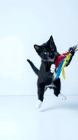 Adorable black and white kitten playing with colorful feather toy on white background, perfect for pet care and animal behavior content.