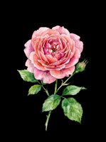 Watercolor pink rose with green leaves and bud, isolated on transparent background, ready for t-shirt design, stickers, clipart, and print on demand projects.