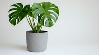 Monstera deliciosa plant with large green split leaves in modern gray concrete pot against white wall, minimalist home decor and houseplant styling.