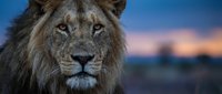 Majestic male lion with full mane gazes directly at camera against twilight sky and blurred savanna landscape at dusk for wildlife and nature projects.