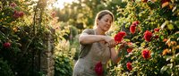 Middle-aged Caucasian woman farmer harvesting red roses in garden wearing apron, suitable for agriculture, floristry, and gardening content.