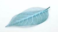 Delicate skeletal leaf structure with intricate vein patterns in soft turquoise tone, isolated on white background for design and botanical projects.