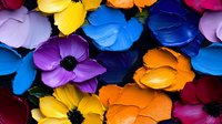 Vibrant multicolored anemone flowers in yellow, blue, purple, orange and pink create striking pattern. Close up view shows delicate petals and dark centers.