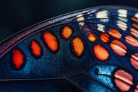 Macro close-up of butterfly wing showing intricate patterns with vibrant orange spots on iridescent blue surface revealing natural textures and colors.