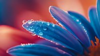 Vibrant blue gerbera daisy petals with morning dew drops in macro photography against soft coral background, creating dreamy natural abstract composition.
