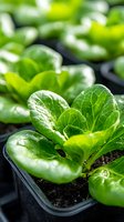 Fresh green lettuce seedlings growing in small containers with soil, showing detailed leaf texture and veins in natural light. Organic gardening concept.
