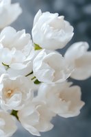 Pure white tulips in soft focus against blurred gray background, delicate petals creating ethereal spring mood, suitable for wedding and romantic designs.