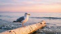 Seagull perched on driftwood log at ocean beach during golden hour sunset with soft pink sky and gentle waves in background for coastal wildlife photography.