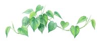 Isolated green climbing vine with heart-shaped leaves on transparent background, ready for design projects, botanical illustrations, and decorative applications.