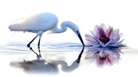 Graceful white egret wading in calm water near blooming purple water lily, creating serene reflection on tranquil surface. Artistic nature composition for wellness.