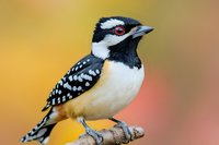Downy woodpecker perched on branch against blurred autumn background, displaying detailed black and white spotted plumage and distinctive red eye patch.