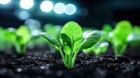 Young green lettuce seedling growing in dark soil with water drops and bokeh lights in background, macro photography showing fresh organic sprout emergence.