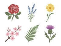 Set of six isolated botanical illustrations featuring red rose, lavender sprigs, yellow daisy, pink cherry blossoms, green fern leaf, and purple thistle flower. Perfect for design projects.
