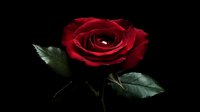 Single dark red rose with water droplet and green leaves against black background, dramatic lighting creates romantic mood for Valentine's Day and anniversary designs.